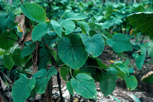 What is Kava ?